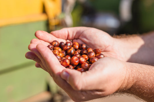 Short Story Long: A transparent look at what's going on with coffee prices
